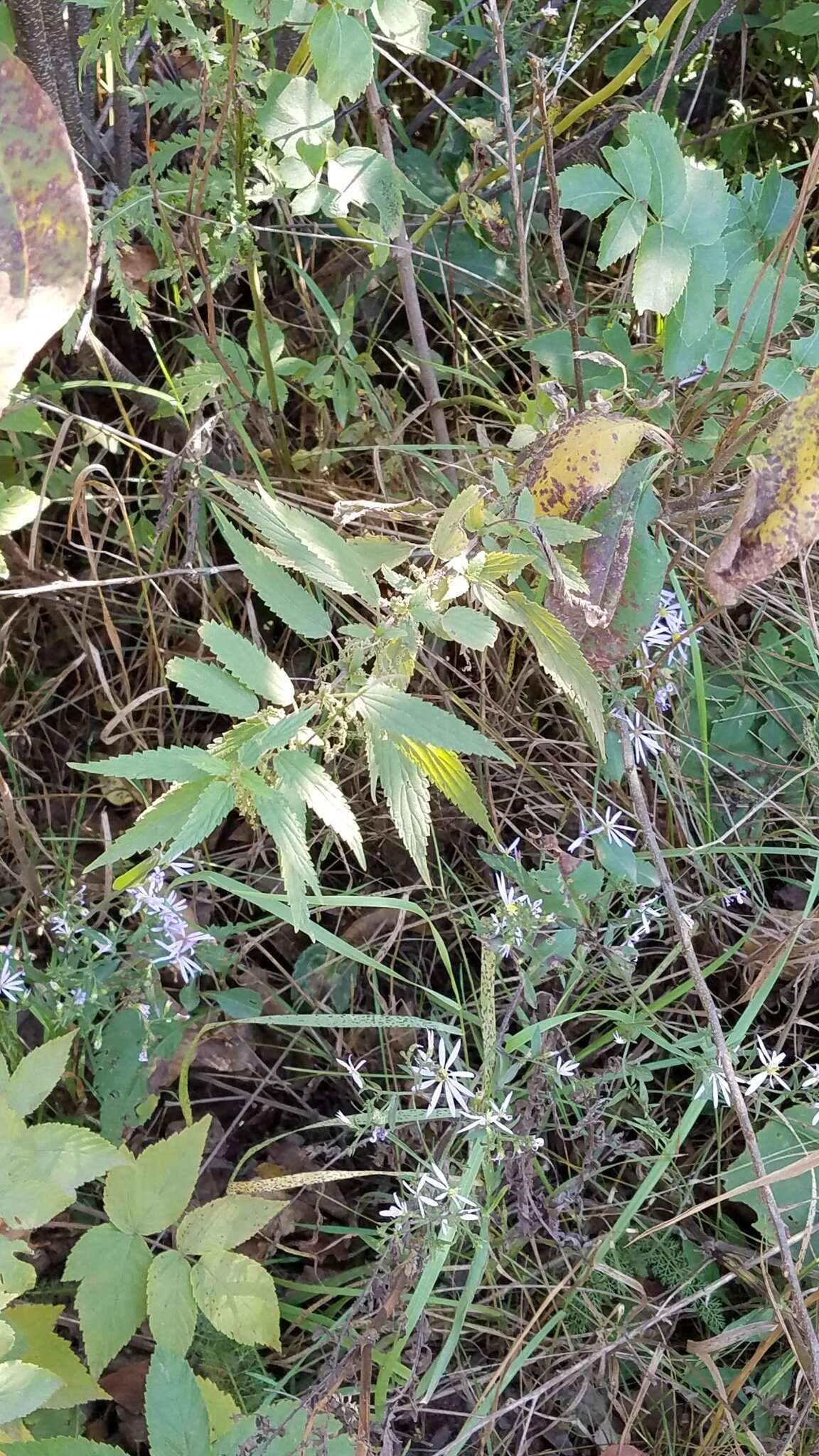 Image of California nettle