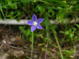 Image of southern rockbell