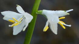 Image of Anthericum baeticum (Boiss.) Boiss.