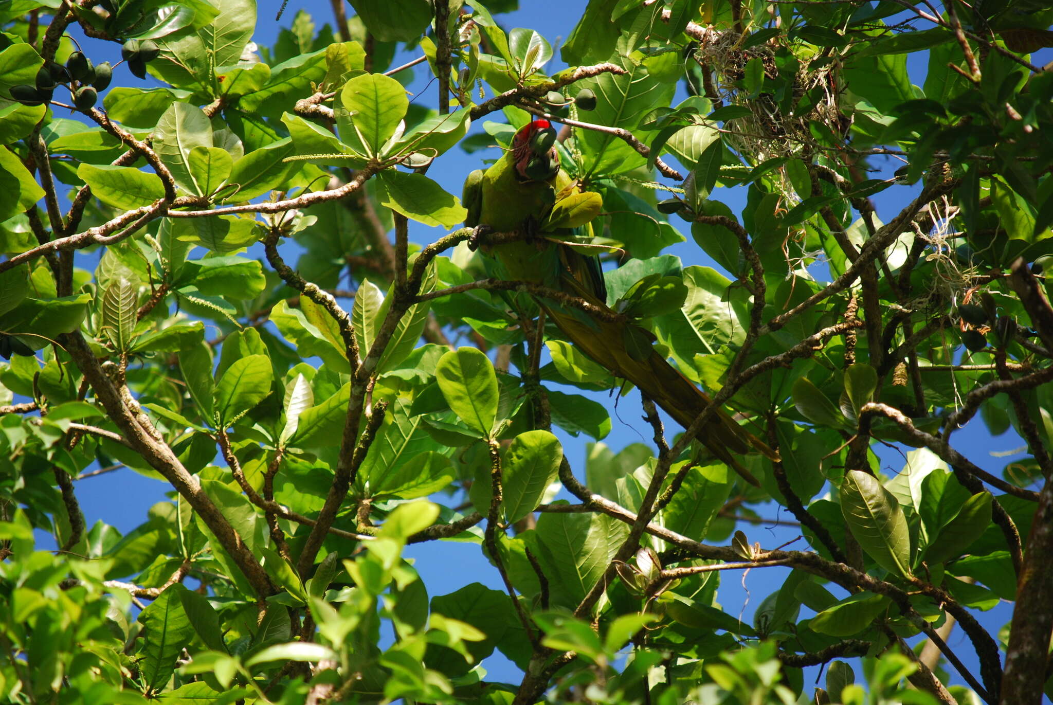 Image of Great Green Macaw