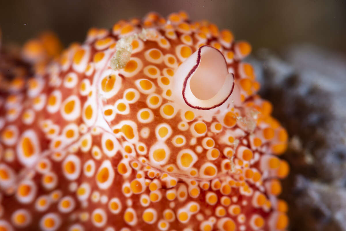 Image of Costellate egg cowrie