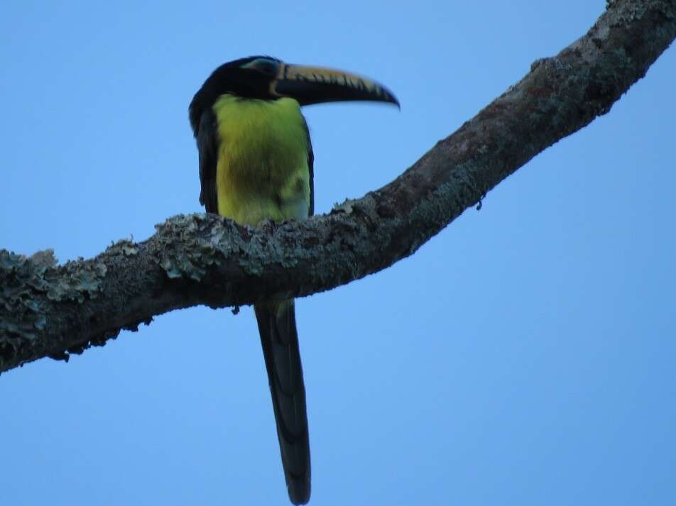 Image of Lettered Aracari