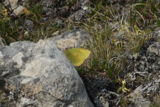 Image of Hecla Sulphur