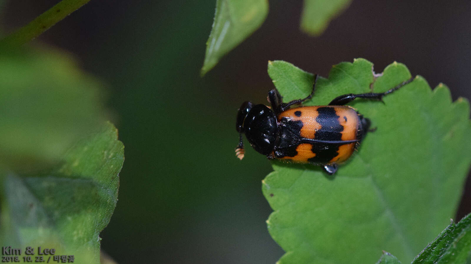 Imagem de Nicrophorus (Nicrophorus) quadripunctatus (Kraatz 1877)