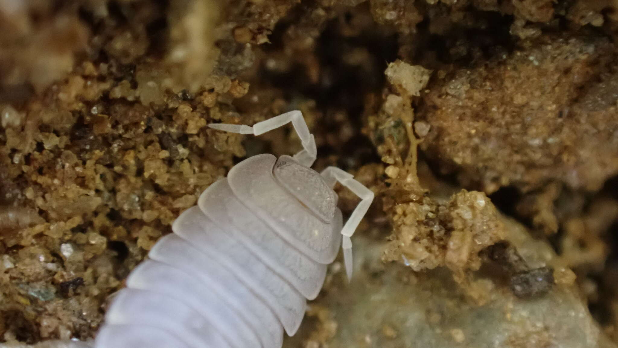 Image of Porcellionides myrmecophilus (Stein 1859)