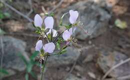 Image of Aneilema hockii De Wild.