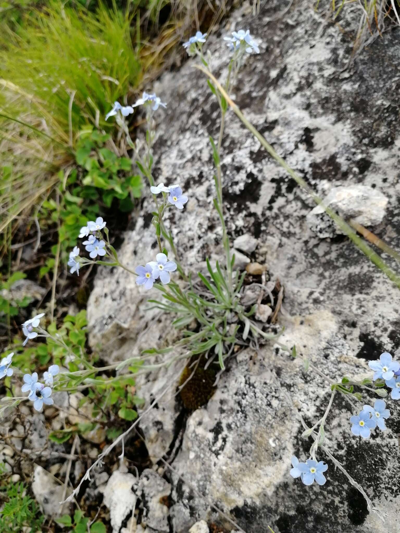 Слика од Eritrichium pectinatum (Pall.) DC.