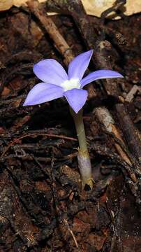 Image of Voyria caerulea Aubl.