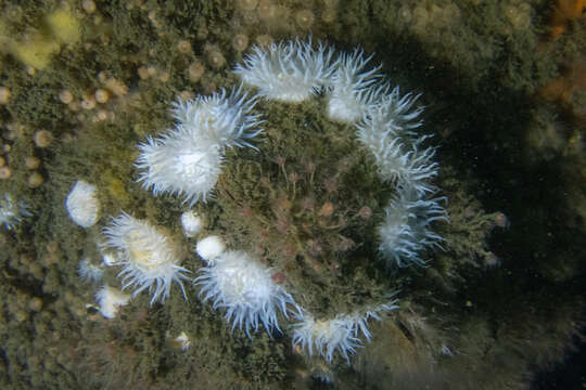 Image of thenarian burrowing anemones