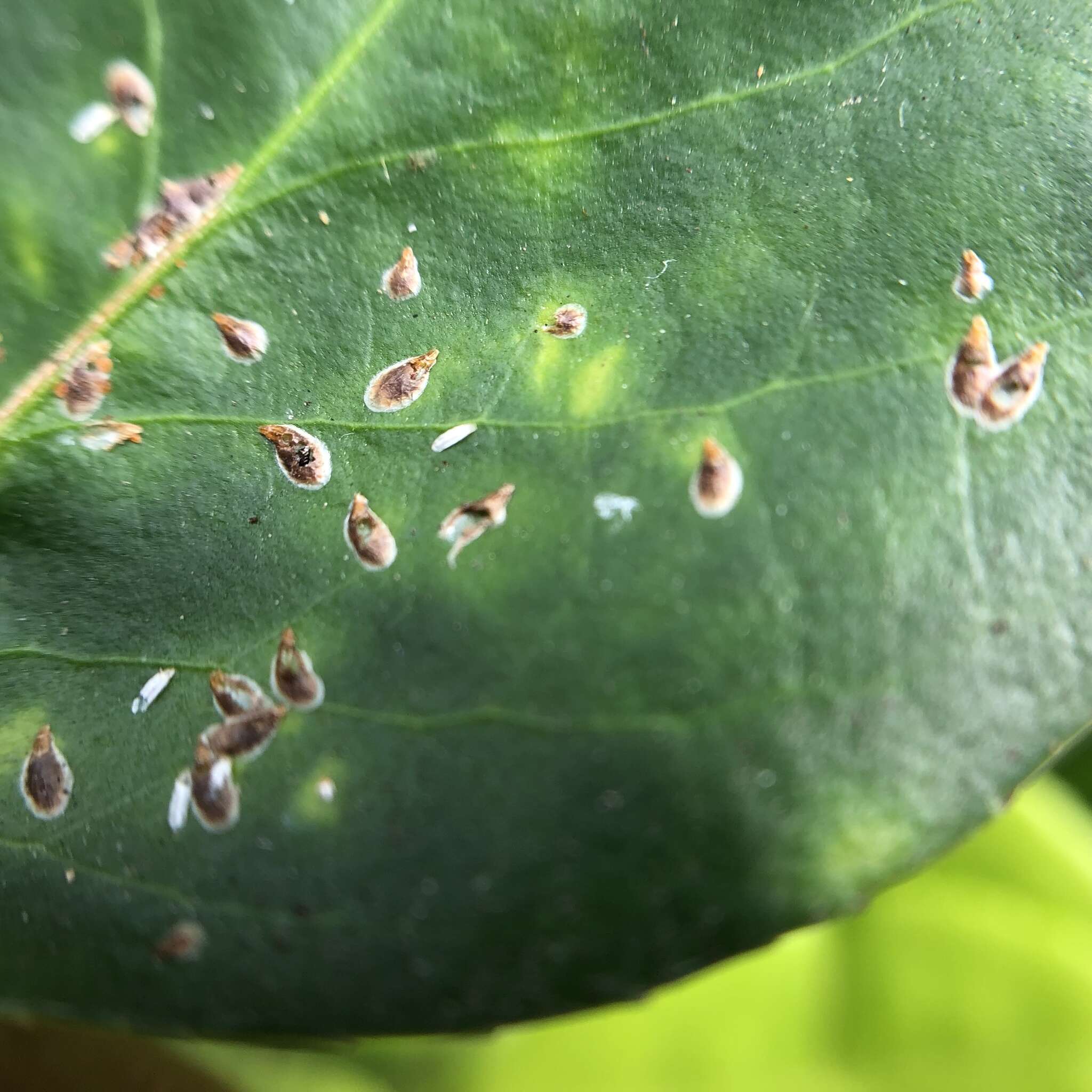 Image of Euonymus scale