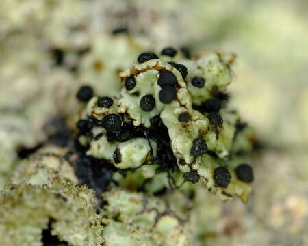 Image of parmelia abrothallus lichen