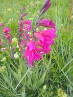 Plancia ëd Gladiolus byzantinus Mill.