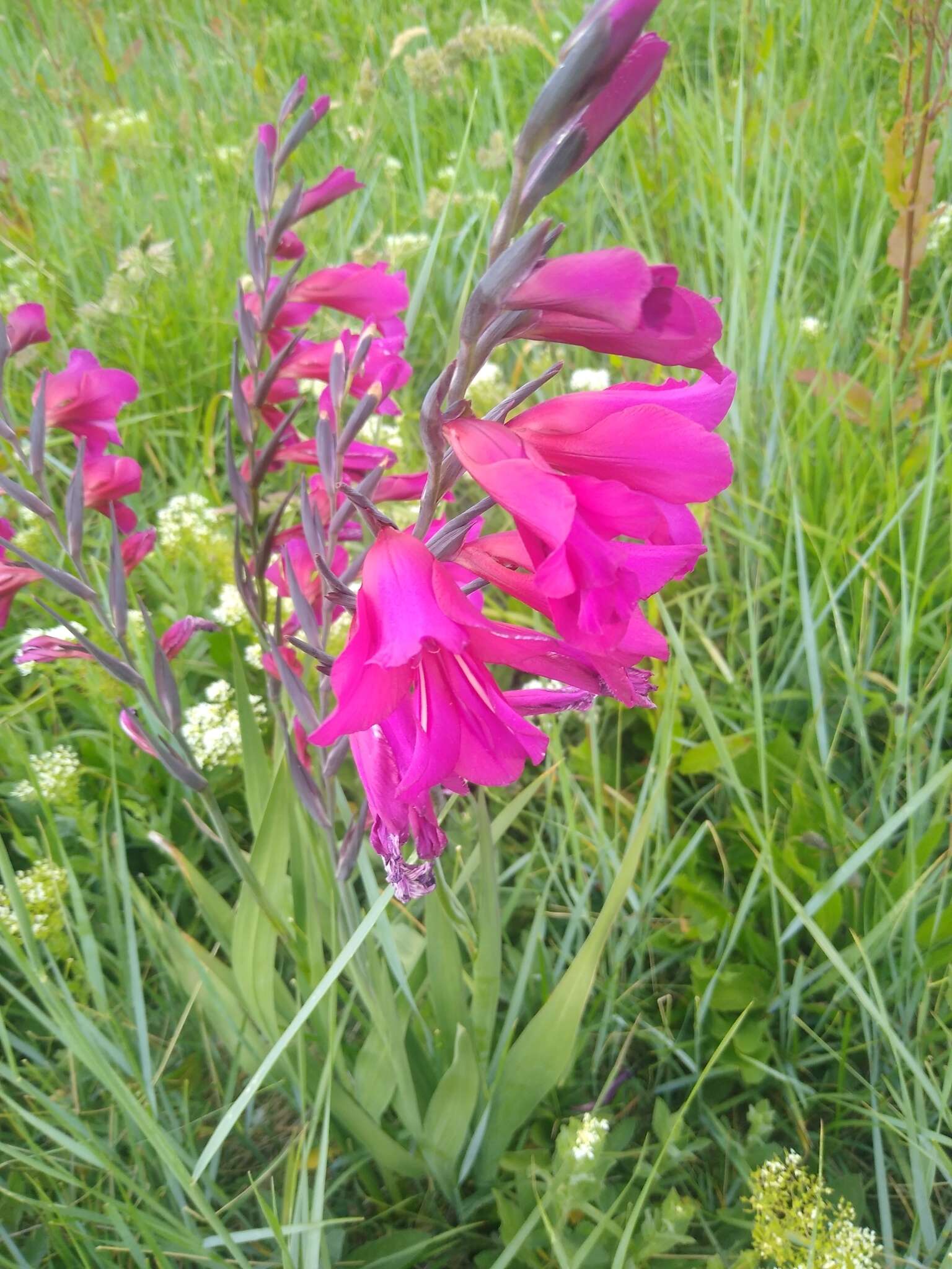 Plancia ëd Gladiolus byzantinus Mill.