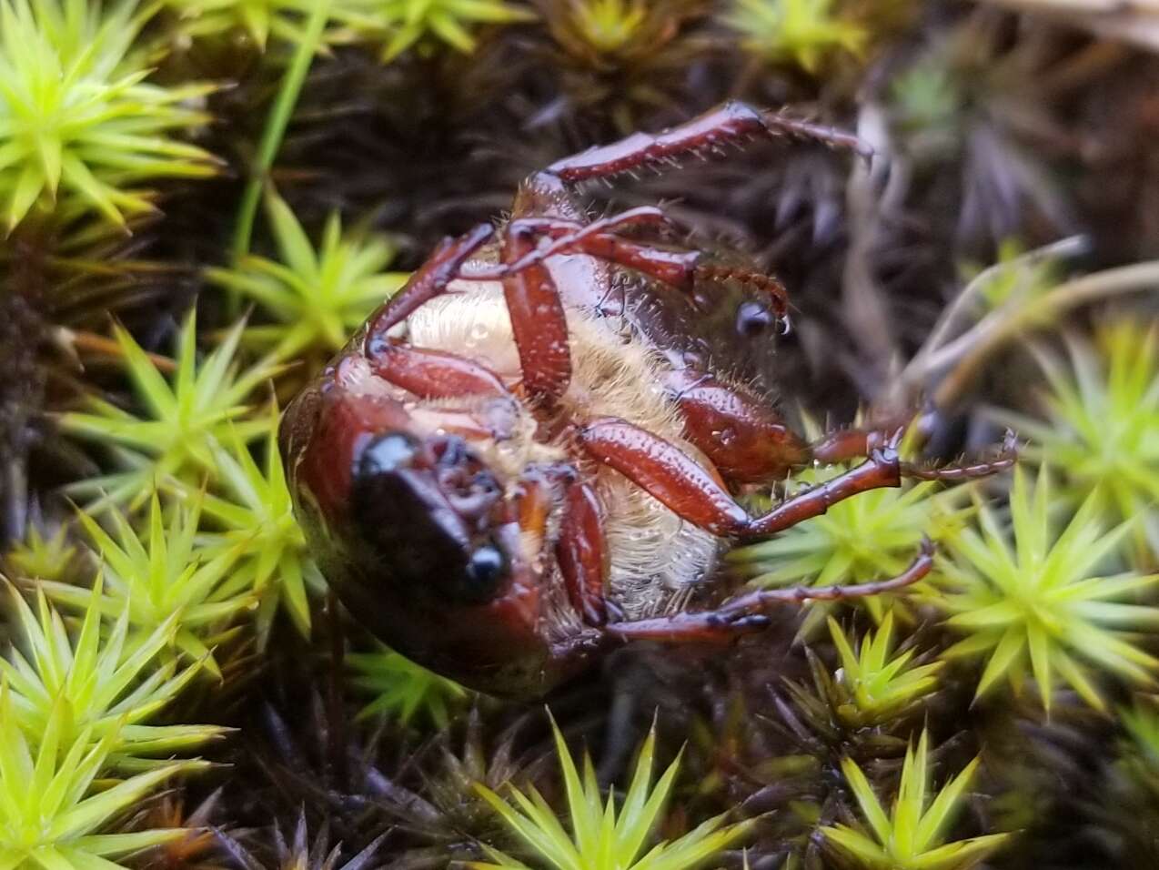 Image of Phyllophaga (Phyllophaga) anxia (Le Conte 1850)