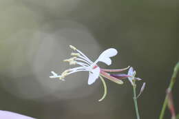 Oenothera filipes (Spach) W. L. Wagner & Hoch resmi