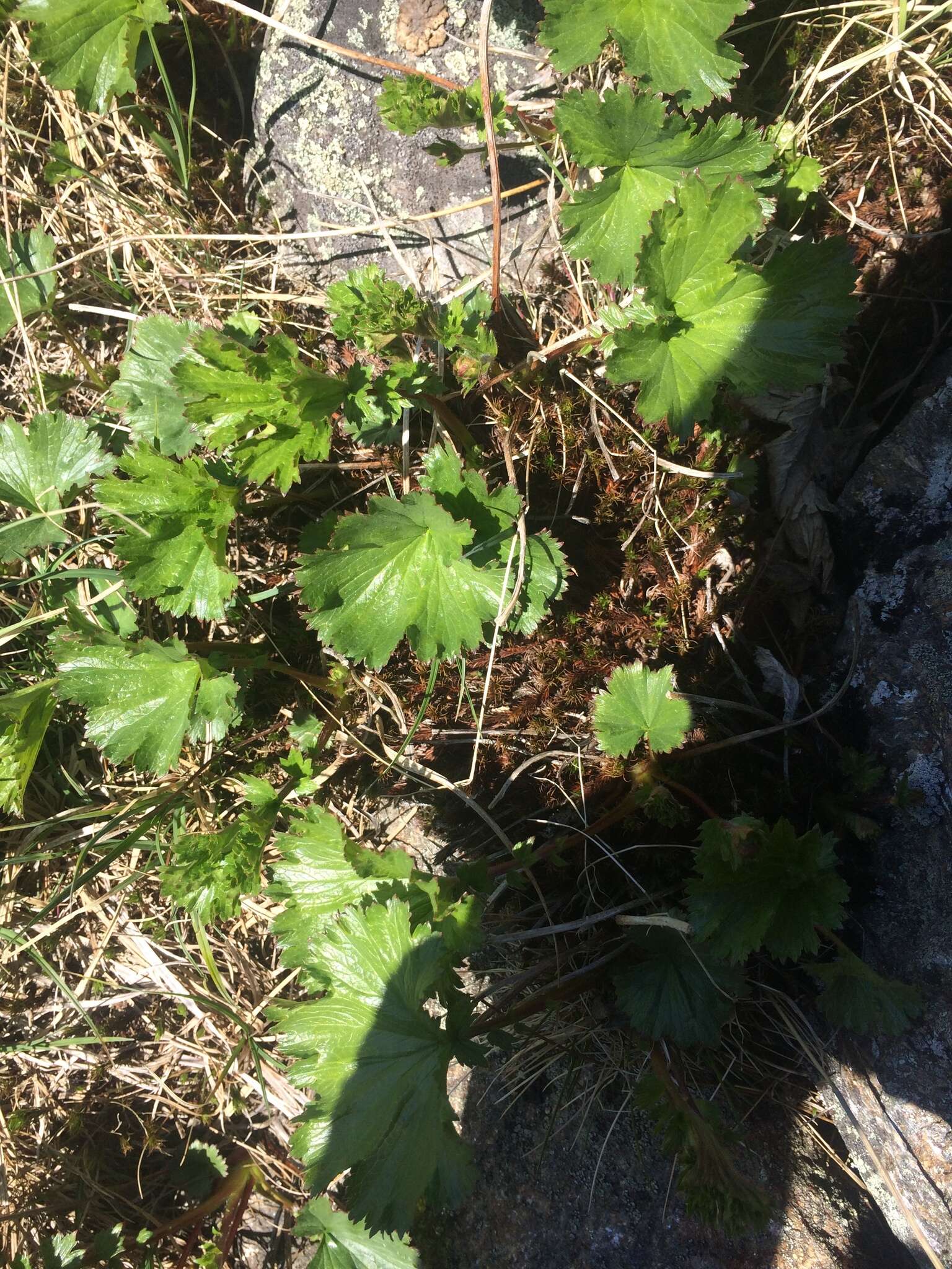 Image of Mountain Avens