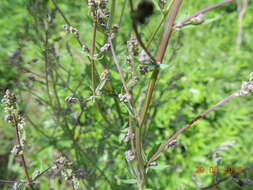 Image of Thalictrum simplex L.