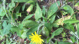 Image of Pilosella officinarum Vaill.