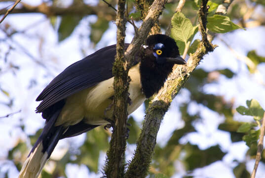 Imagem de Cyanocorax chrysops (Vieillot 1818)