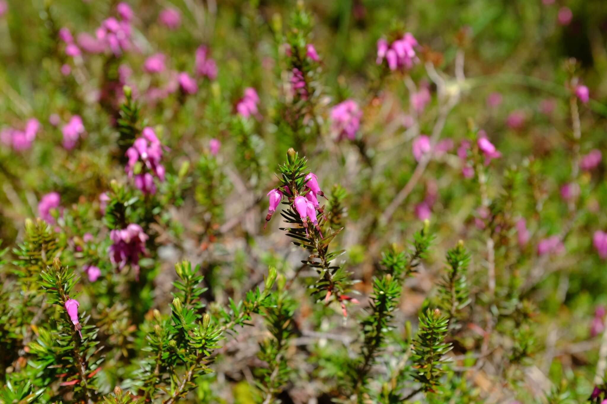 Imagem de Erica carnea L.