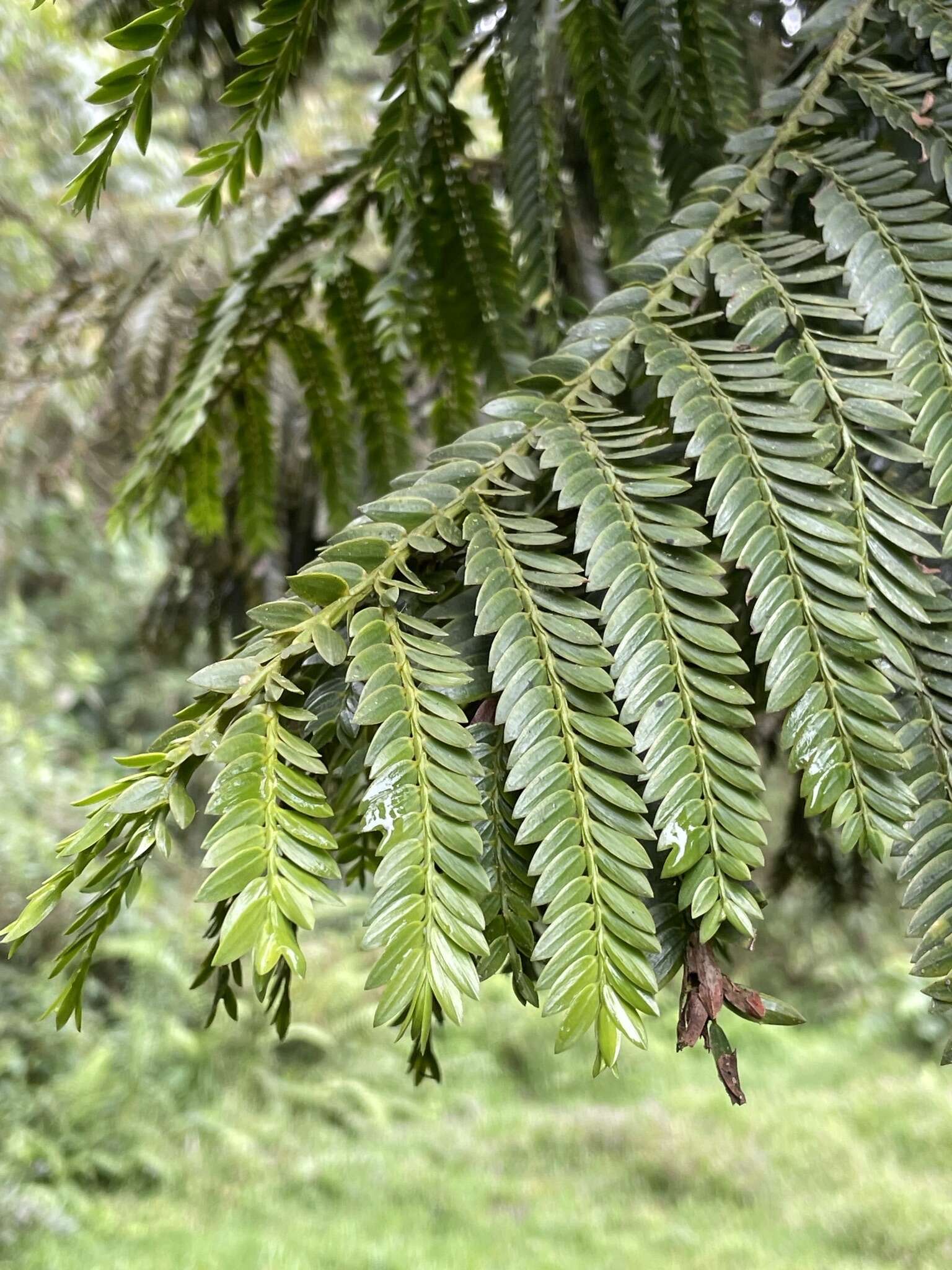 صورة Retrophyllum rospigliosii (Pilg.) C. N. Page