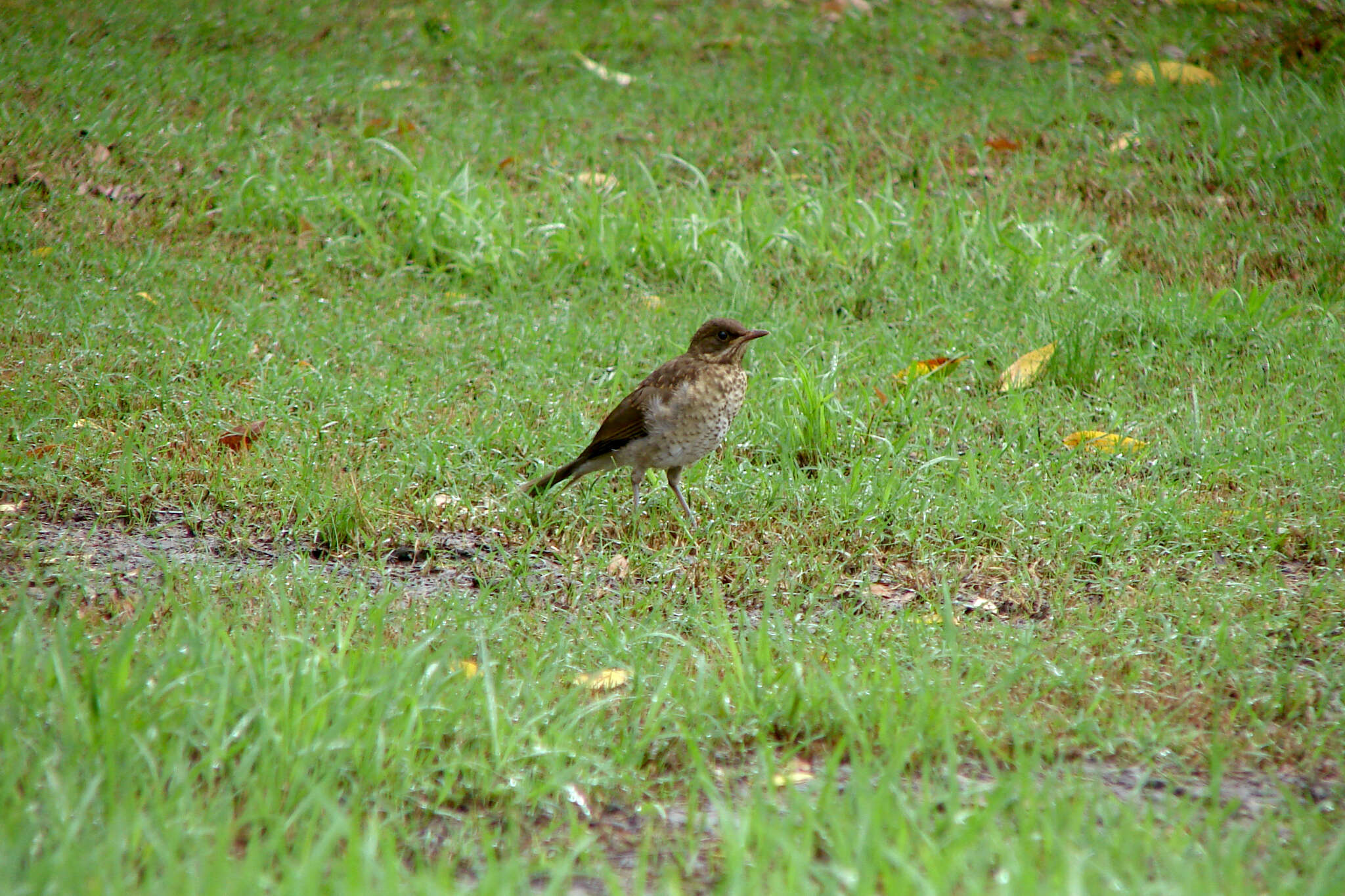 Image of Creamy-bellied Thrush