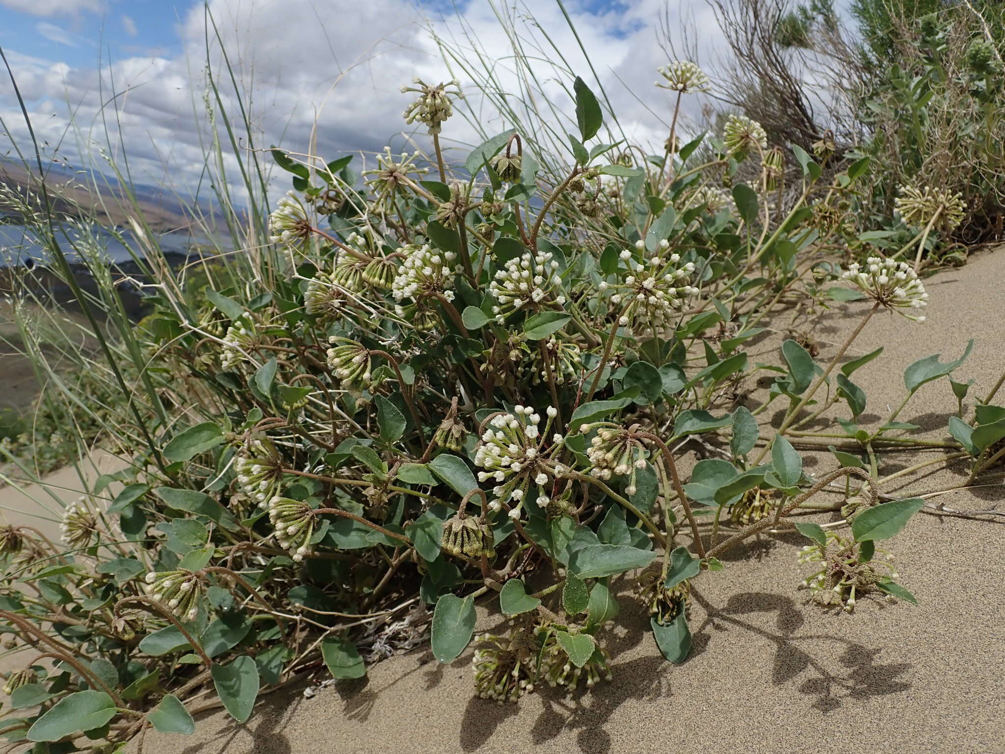 Image of white sand verbena