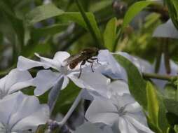 Image of <i>Asemosyrphus polygrammus</i>