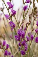 صورة Astragalus chloodes Barneby