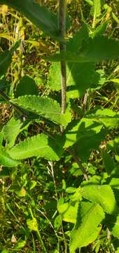 Image of Texas greeneyes