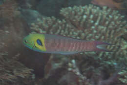 Image of Bluehead wrasse