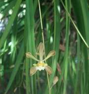 Plancia ëd Encyclia adenocarpa (Lex.) Schltr.