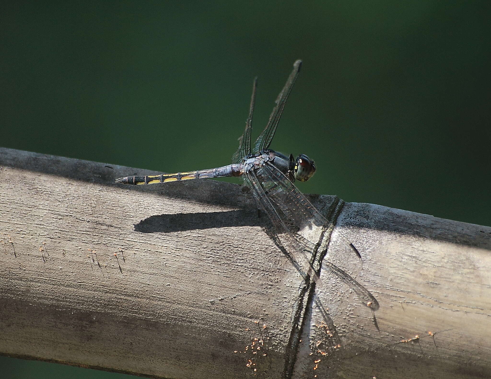 Image of Blue Chaser