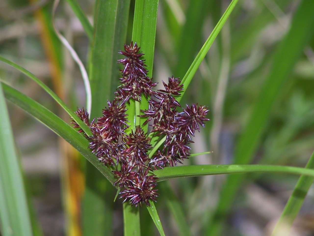 Слика од Cyperus lucidus R. Br.