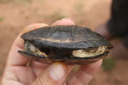 Image of West African mud turtle