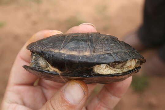 Image of West African mud turtle