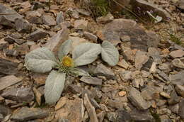 Image of Berardia lanuginosa (Lam.) Fiori & Paol.