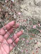 Image of anglestem buckwheat