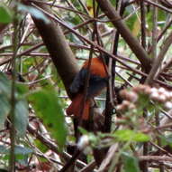 Image of Black-and-orange Flycatcher