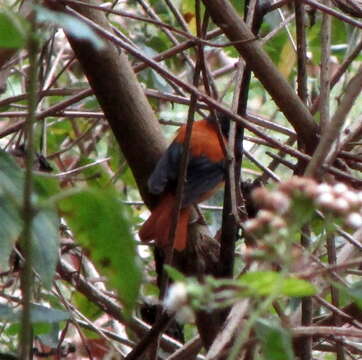 Image de Gobemouche orange et noir