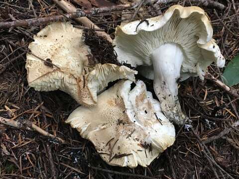 Image of Tricholoma apium Jul. Schäff. 1925