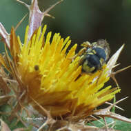 Image de Pseudoanthidium scapulare (Latreille 1809)