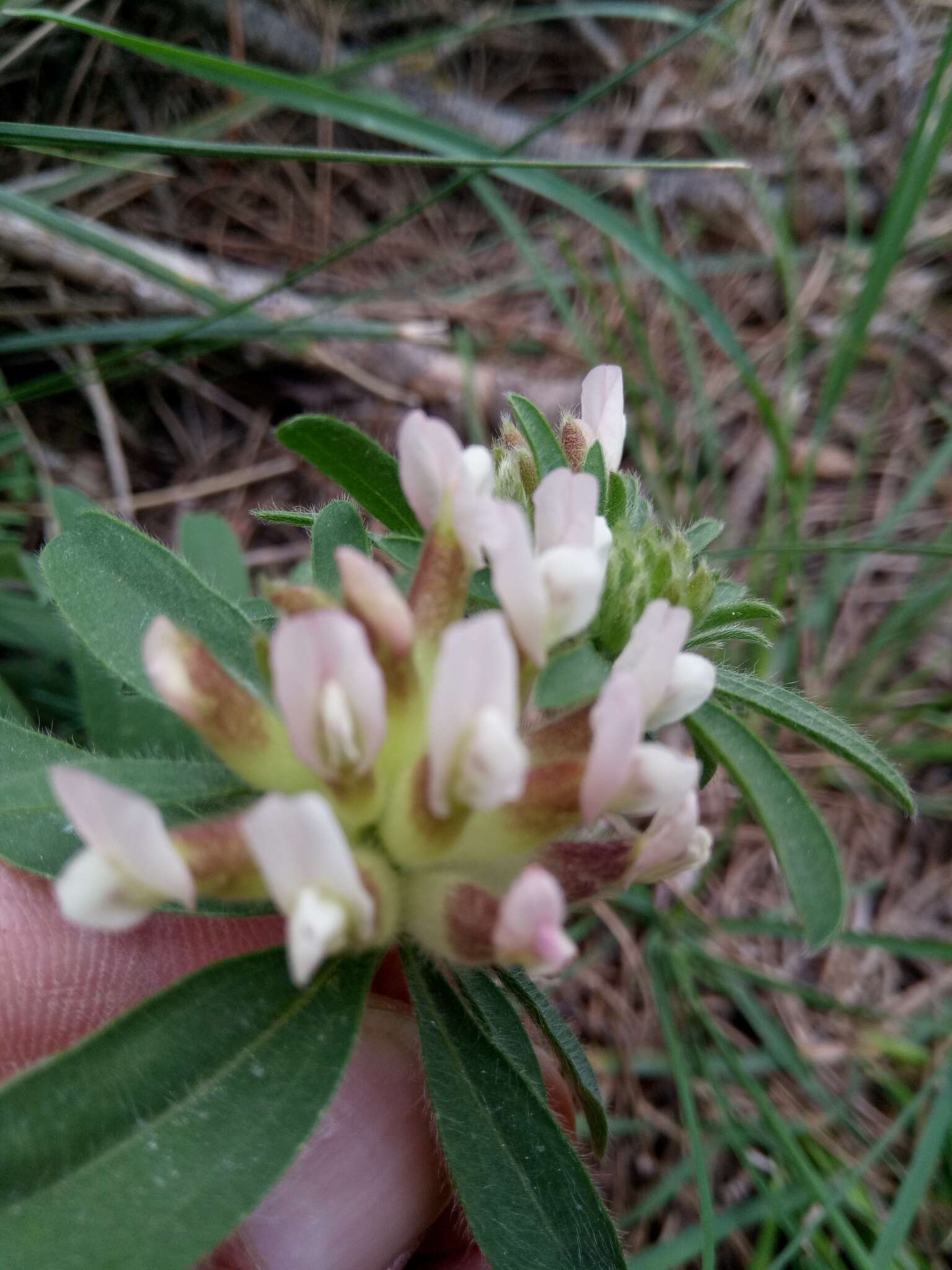 Image of Anthyllis vulneraria subsp. maura (Beck) Maire