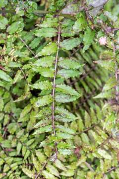 Image of Coriaria kingiana Col.