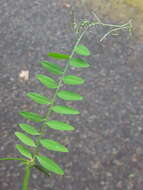 Imagem de Vicia villosa subsp. varia (Host) Corb.