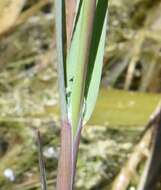 Image of Spiked False Manna Grass