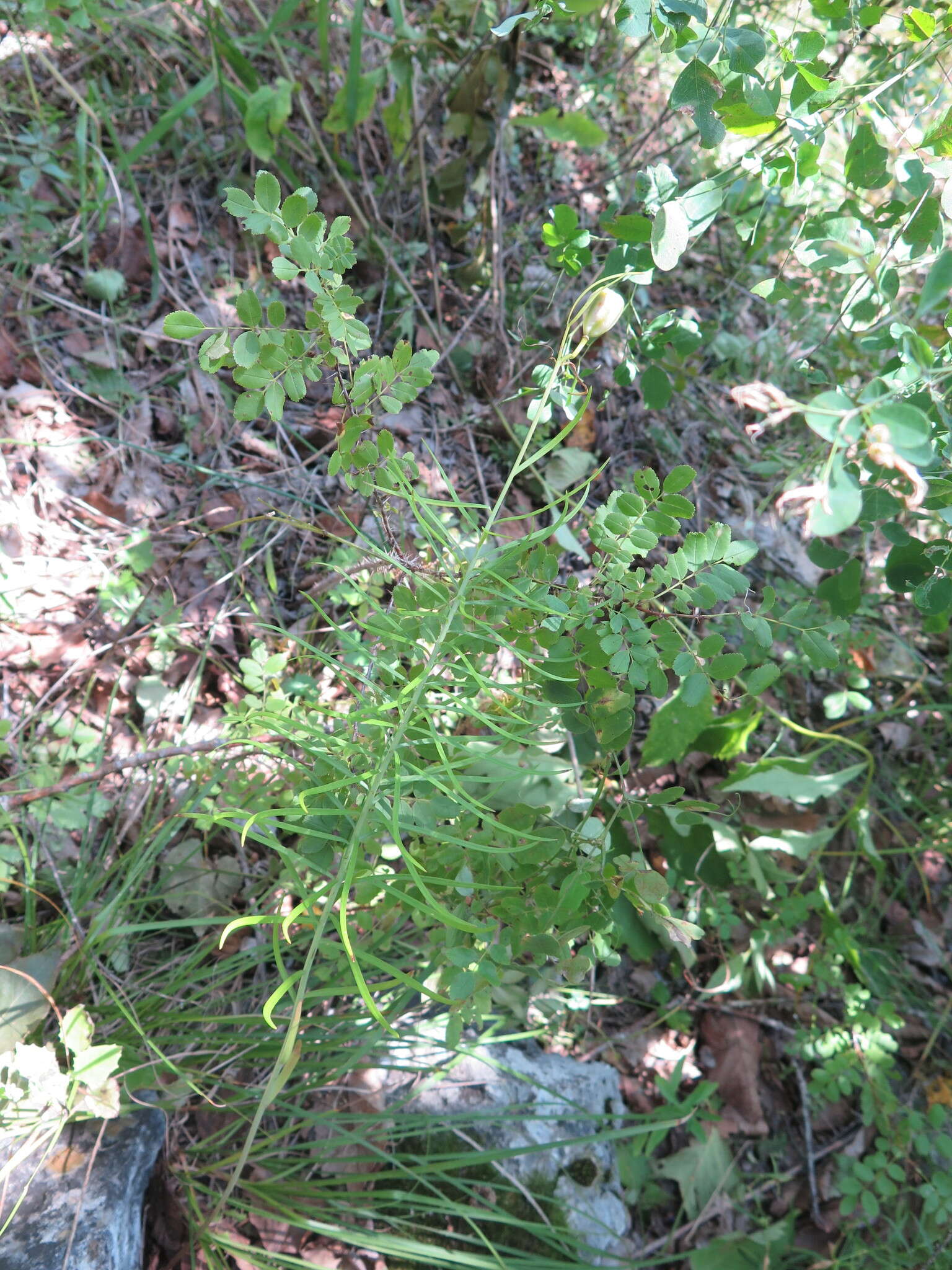 Image of Coral Lily