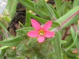 صورة Collomia biflora (Ruiz & Pav.) A. Brand