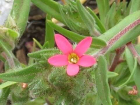 Image of Collomia biflora (Ruiz & Pav.) A. Brand