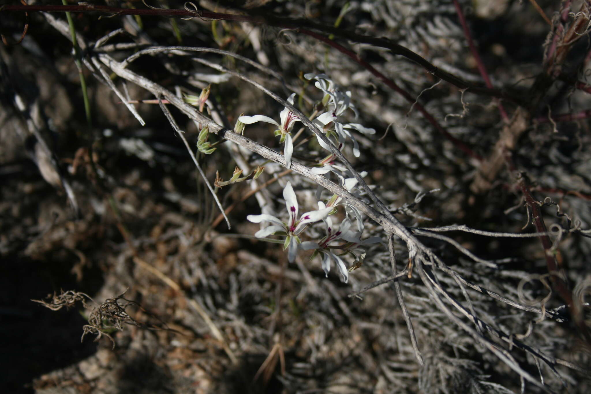 Image of Pelargonium fergusoniae L. Bolus